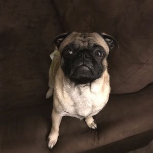 Meet your Posher, Mauriene